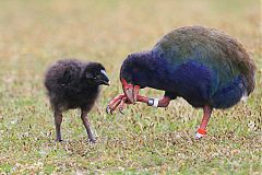 South Island Takahe